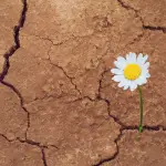 A blooming flower in a parched land is a beautiful miracle of God.