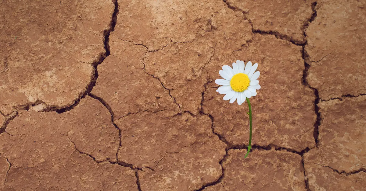 A blooming flower in a parched land is a beautiful miracle of God.